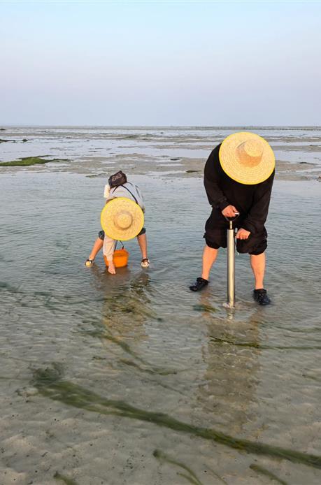 沙滩赶海